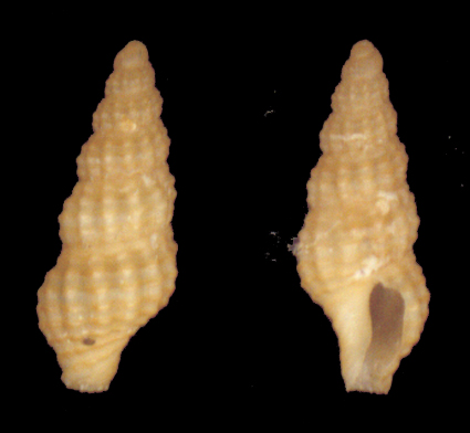 Famiglia Buccinidae: il genere Chauvetia